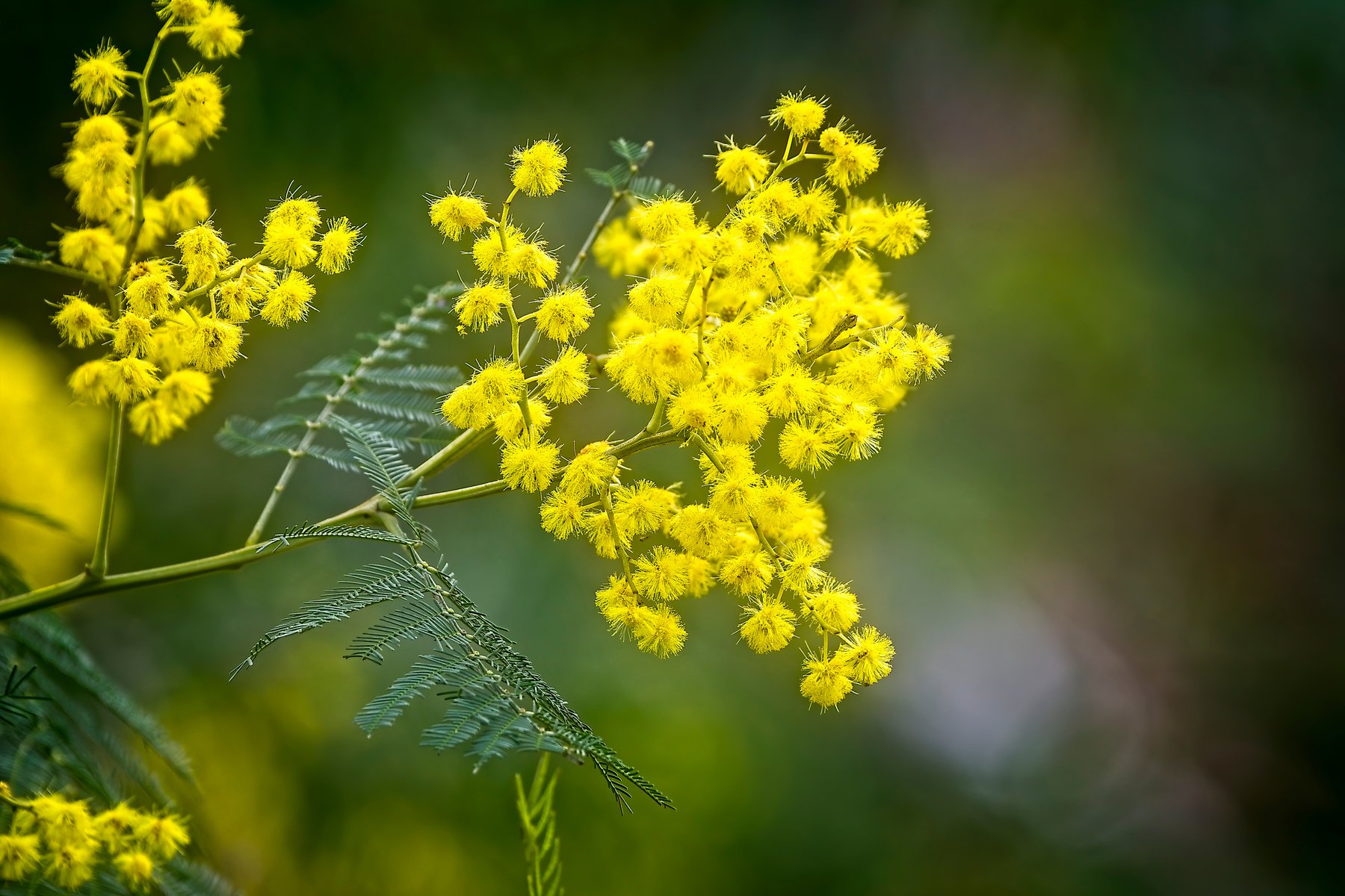 Australian native wattle flowers